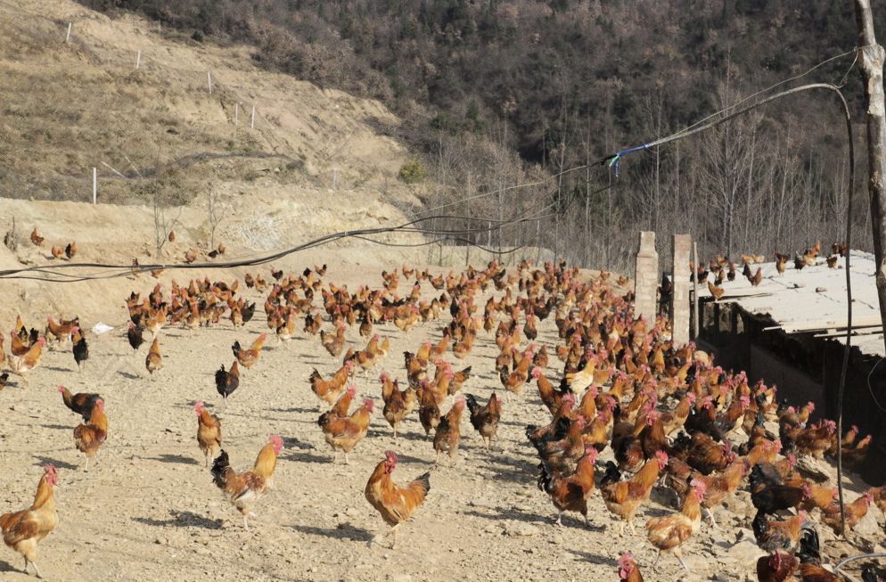 1642575705383905.jpeg 146ae6f1d8910dcd76aa24a5fba75a4b.jpeg